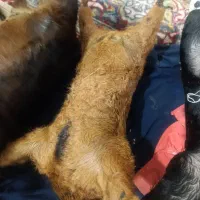 جا روغنی|لوازم جانبی حیوانات|اندیمشک, |دیوار