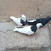 سه جفت کفتر