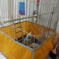 پرنده|پرنده|قیامدشت - خاورشهر, |دیوار