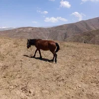 فروش اسب