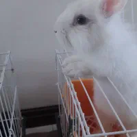 خرگوش