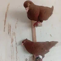 کفتر|پرنده|مشهد, کوشش|دیوار