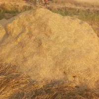 کپه کاه