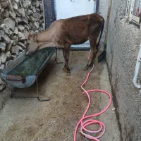 گوساله ماده