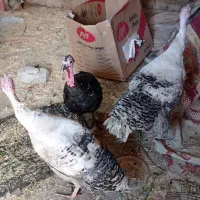 بوقلمون ماده