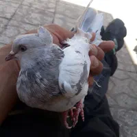 سرو ماده