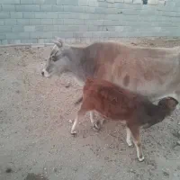 گاو گوساله