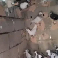 کبوتر