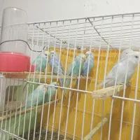 مرغ عشق