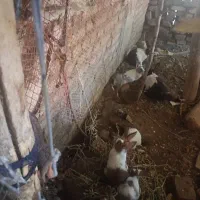 خرگوش