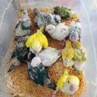 فروش جوجه   مینا گرینچیک راهب