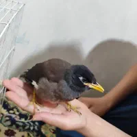مرغ مینا
