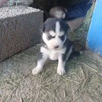 فروش سگ ماده همراه با ۲ توله خوشکل