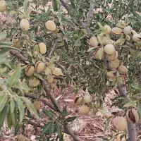 باغ-بادام