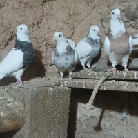 کبوتر