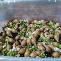 فروش حلزون  فروش تکی و تعدادحیوانی اروم بی سر وصدا