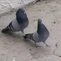 ۴ جفت جوجه سبز کاشونی فوق پرش سنگین دورقمی ذاتی