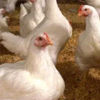 کارگر ماهر نرغداری