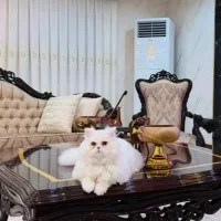 گربه پرشین نژاد دار