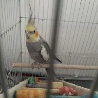 پرنده عروس هلندی پرنده ها سالم و