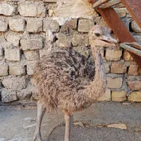 شترمرغ دوماهه
