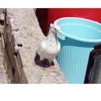 کفتر خوب سالم