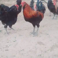 فروش خروس