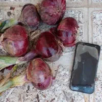 پیاز قرمز  بنابی اصل