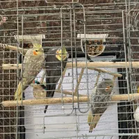 عروس هلندی
