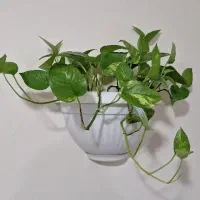 گلدان پتوس دیواری