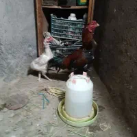مرغ و خروس لاری