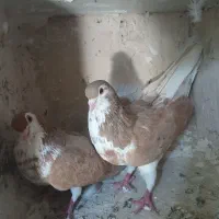 یک جفت ساده زرد افشون