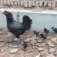 مرغ با ۷جوجه اصل محلی