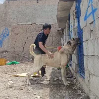 واگذاری سگ سرابی