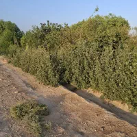 باغچه ۵۰۰ متری شهرری
