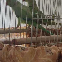 جفت نرو ماده طوطی ملنگو