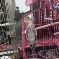 چهار تا عروس