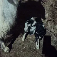 بز  نر سالم