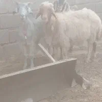 بز ومیش