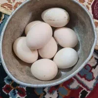 تخم مرغ|حیوانات مزرعه|بوشهر, |دیوار