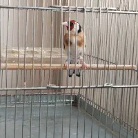 قناری سهره