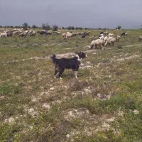 سگ ترکی|سگ|جره و بالاده, |دیوار