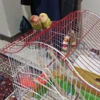 یک جفت کوتوله برزیلی نروماده همراه قفس