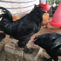 مرندی ویاندوت ابریشمی گلپایگانی مرغ خروس جوجه