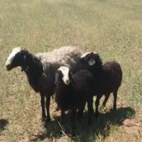 فـ.ـروش گوسفند دوقلوزا شال ۲  بره زاارسـال میگردد