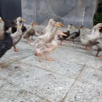 اردک و جوجه اردک