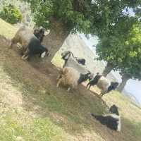 فروش فوری بز گوشتی