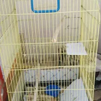 قفس بزرگ پرنده