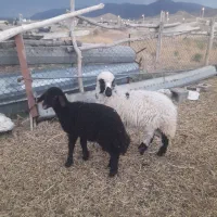 بره ماده برای نگهداری