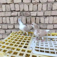 ساده هفترنگ